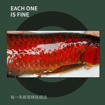 藍底紅龍魚，如何辨別藍底紅龍魚品質 藍底紅龍魚，如何辨別藍底紅龍魚品質 龍魚百科 第5張