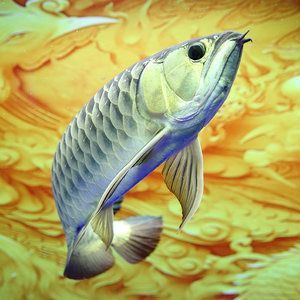 古典藍底金龍魚價格多少錢一包:古典藍底金龍魚價格多少錢一包古典藍底金龍魚價格多少錢一包 龍魚百科 第2張 古典藍底金龍魚價格多少錢一包:古典藍底金龍魚價格多少錢一包古典藍底金龍魚價格多少錢一包 古典藍底金龍魚價格多少錢一包:古典藍底金龍魚價格多少錢一包古典藍底金龍魚價格多少錢一包 龍魚百科 第2張