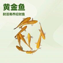 金龍魚小苗多少錢一條圖片