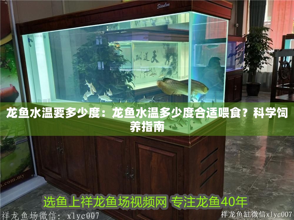 龍魚水溫要多少度：龍魚水溫多少度合適喂食？科學飼養指南