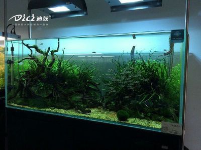 水草魚缸需要換水嗎，水草魚缸換水前后注意事項