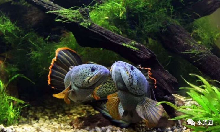 龍魚公母哪個好養：龍魚公母中哪種更容易飼養，龍魚公母哪種更容易飼養 龍魚公母哪個好養：龍魚公母中哪種更容易飼養，龍魚公母哪種更容易飼養 龍魚百科 第3張