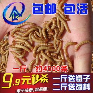 龍魚長期喂食大麥蟲可能會帶來一些不利的影響，以下分析：龍魚長期喂食大麥蟲會帶來哪些不利影響？