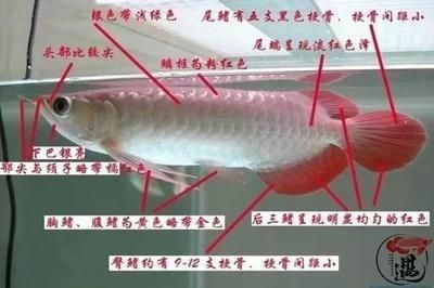 紅龍魚自然發(fā)色許多長(zhǎng)時(shí)間會(huì)死，