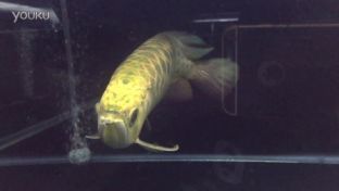 龍魚掉眼怎么手術：龍魚掉眼手術后如何護理龍魚掉眼手術風險有哪些