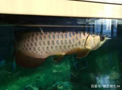 龍魚掉眼怎么手術：龍魚掉眼手術后如何護理龍魚掉眼手術風險有哪些