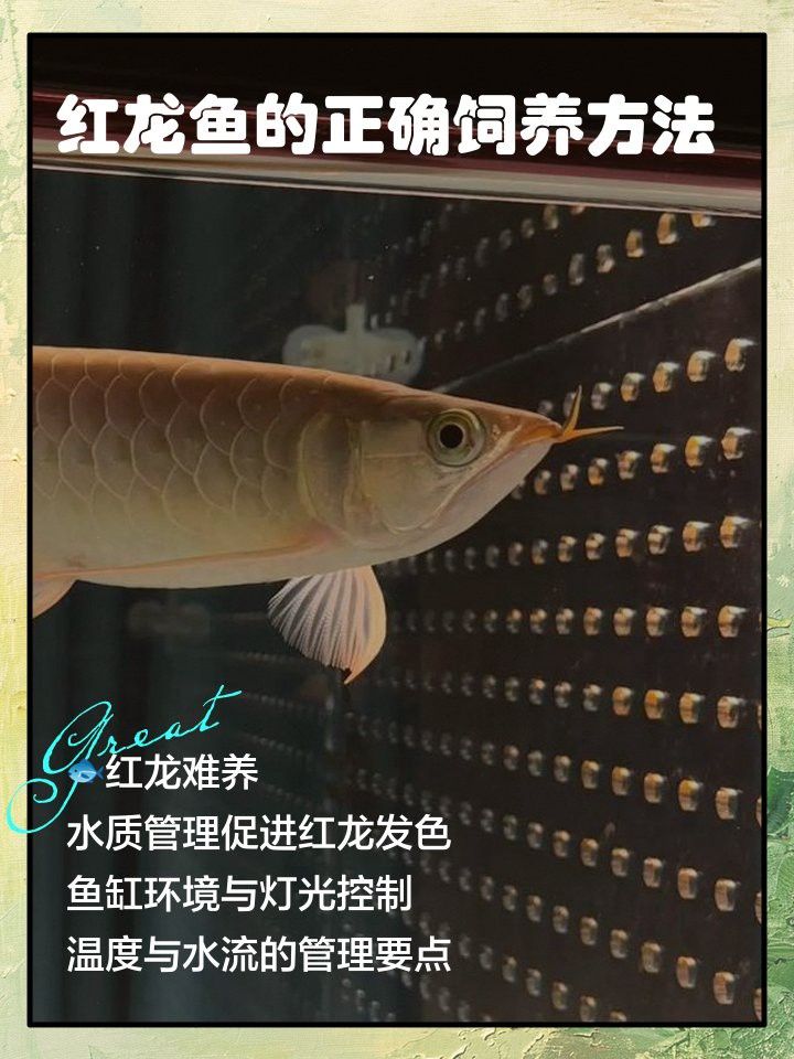 紅龍發色期需要多久換一次水？