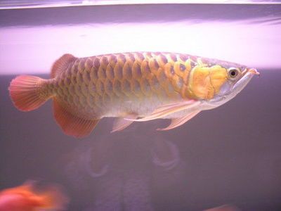 用金龍魚做頭像好不好（為什么有些人喜歡用金龍魚做頭像？） 用金龍魚做頭像好不好（為什么有些人喜歡用金龍魚做頭像？） 龍魚百科 第5張