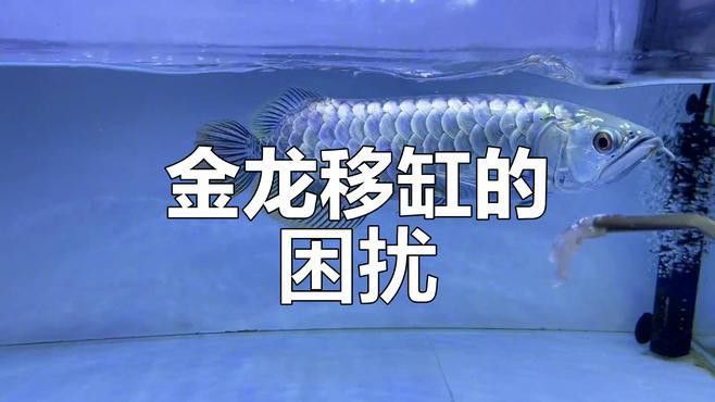 金龍魚換缸的正確方法
