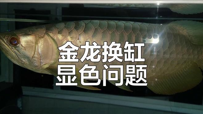 金龍魚換缸的正確方法