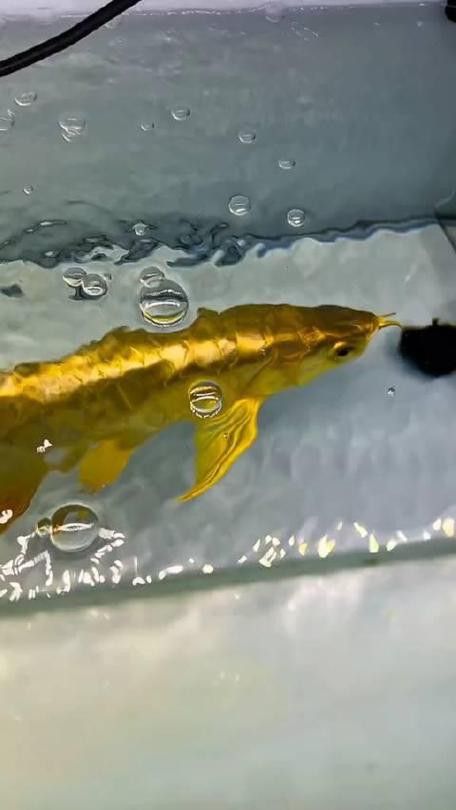 金龍魚吃食物視頻大全圖片