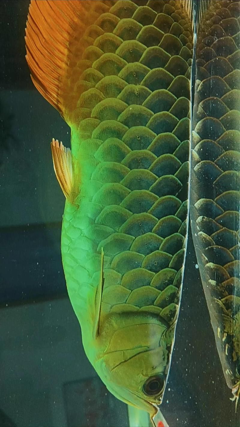 金龍魚吃食物視頻大全圖片