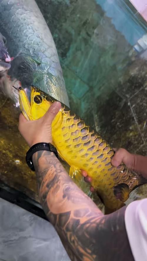 金龍魚吃食物視頻大全圖片