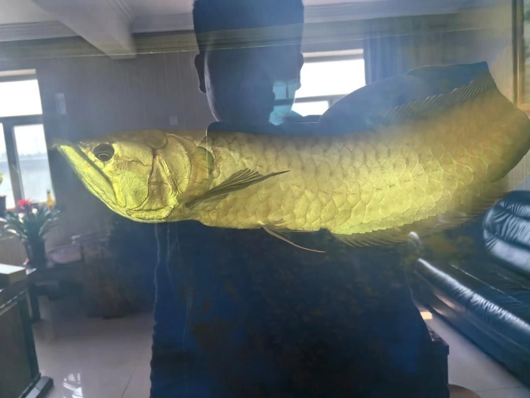 金龍魚吃食物視頻大全圖片