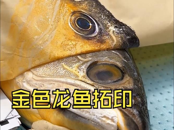 金龍魚吃食物視頻大全圖片