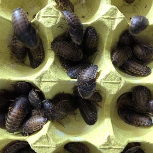 金龍魚吃食物視頻大全圖片