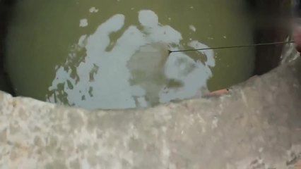 龍魚拉散便：龍魚拉散便可能是由多種因素引起的，龍魚拉散便的癥狀 龍魚拉散便：龍魚拉散便可能是由多種因素引起的，龍魚拉散便的癥狀 龍魚百科 第1張