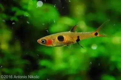 龍魚拉散便：龍魚拉散便可能是由多種因素引起的，龍魚拉散便的癥狀 龍魚拉散便：龍魚拉散便可能是由多種因素引起的，龍魚拉散便的癥狀 龍魚百科 第3張
