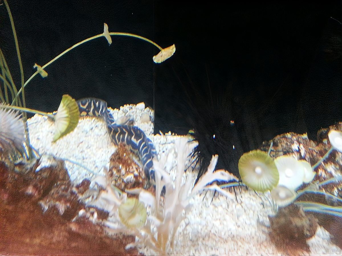 曼龍魚和孔雀魚能一起養嗎 曼龍魚和孔雀魚能一起養嗎 龍魚百科 第1張