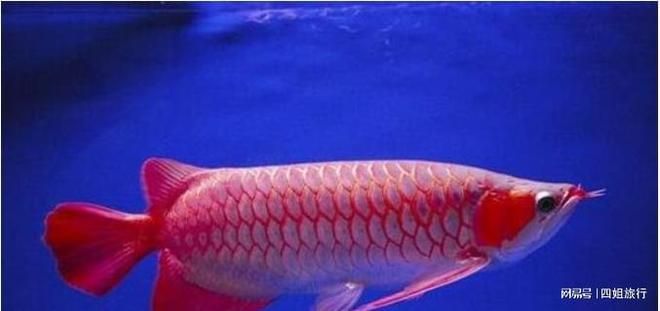 血紅龍魚怎么養殖方法圖解：血紅龍魚怎么養殖方法 血紅龍魚怎么養殖方法圖解：血紅龍魚怎么養殖方法 龍魚百科 第2張