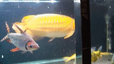 龍魚體型排名第幾：沒有具體的龍魚體型排名，龍魚體型排名第幾，最大可達(dá)60～90厘米