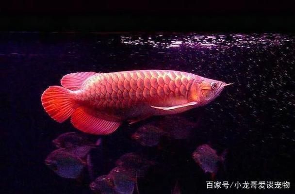 紅翼麒麟龍魚：紅翼麒麟龍魚是一種特殊的品種