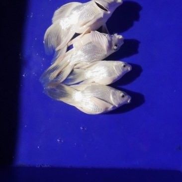 龍魚幼苗的價格是多少？