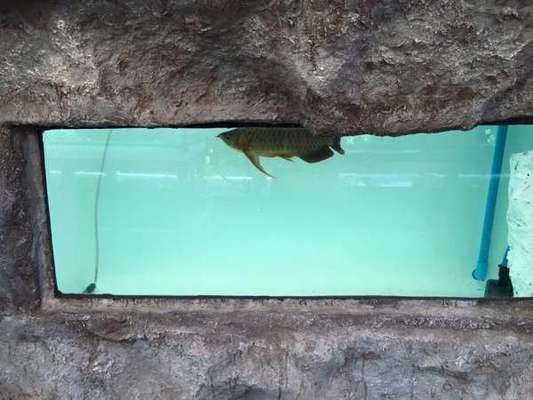 金龍魚好養活嗎？，金龍魚光照需求詳解