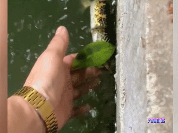 龍魚被咬掉了肉還能活嗎視頻：龍魚被咬掉一塊肉后能否存活