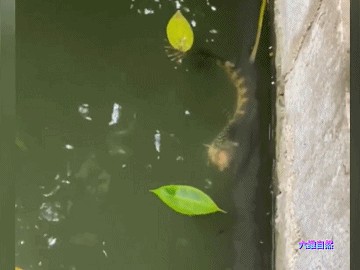龍魚被咬掉了肉還能活嗎視頻：龍魚被咬掉一塊肉后能否存活