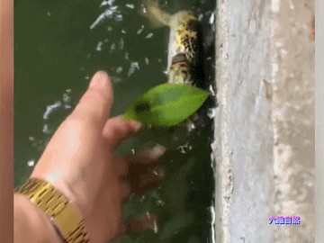 龍魚被咬掉了肉還能活嗎視頻：龍魚被咬掉一塊肉后能否存活