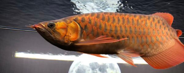 龍魚死前有什么預(yù)兆：龍魚死亡前的一些表現(xiàn)