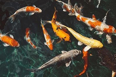 龍魚死前有什么預兆：龍魚死亡前的一些表現