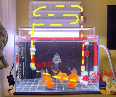 魚缸過濾器進出水口位置（如何合理布置魚缸過濾器進出水口）