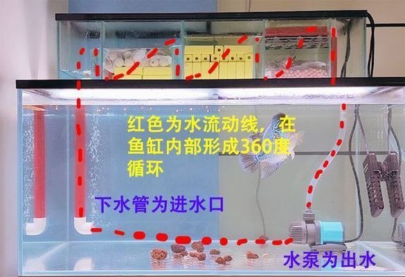 魚缸過濾器進出水口位置（如何合理布置魚缸過濾器進出水口）