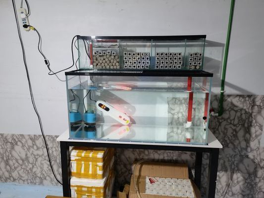 魚缸過濾器進出水口位置（如何合理布置魚缸過濾器進出水口）