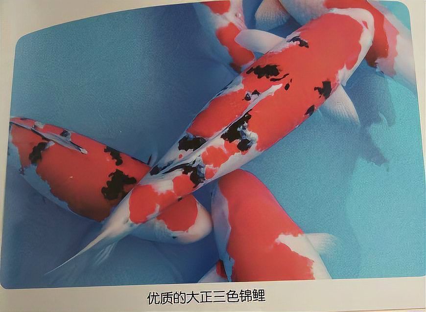 錦鯉三色和昭和的區別 錦鯉三色和昭和的區別 龍魚百科 第14張