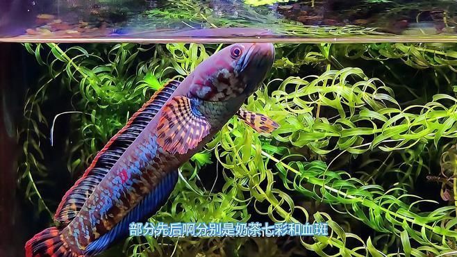 如何區分不同品種的雷龍魚？