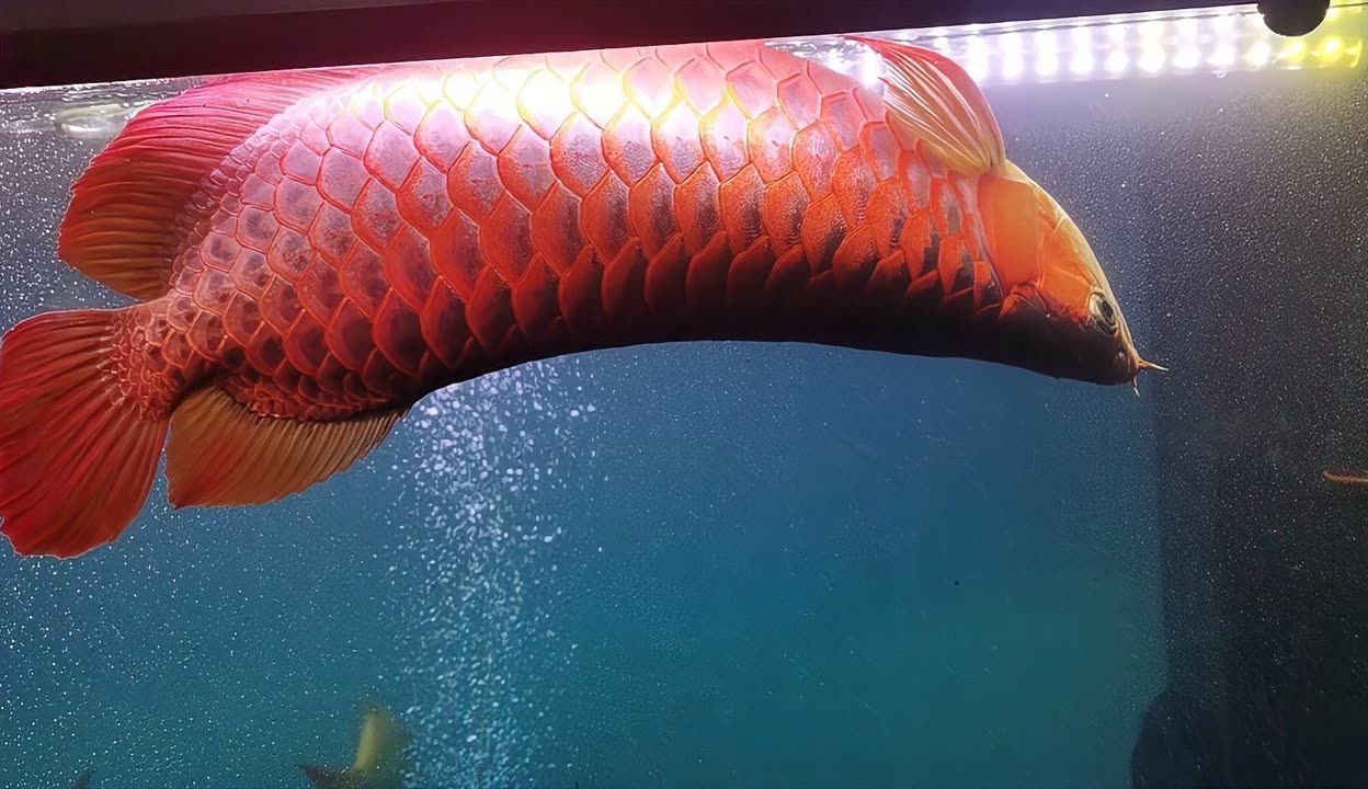 龍魚翻身了怎么搶救過來：龍魚翻身急救措施詳解