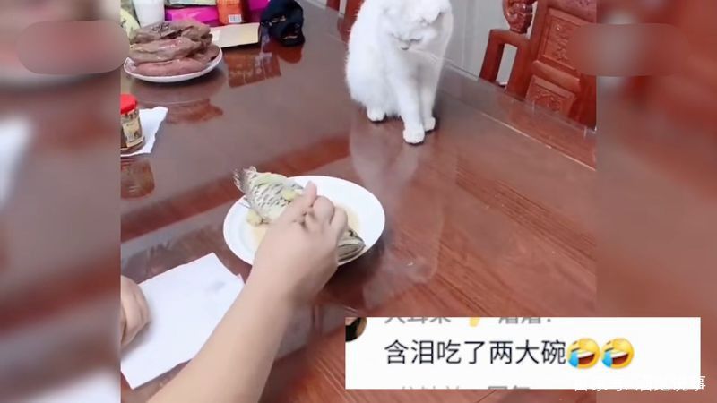 石家莊封閉小區(qū)男子吃掉自家3000元龍魚