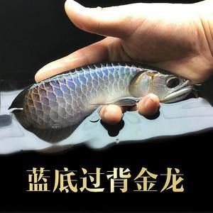 賣紅龍魚犯法嗎怎么處理掉，售賣紅龍魚是否犯法取決于紅龍魚打架原因分析紅龍魚混養(yǎng)注意事項