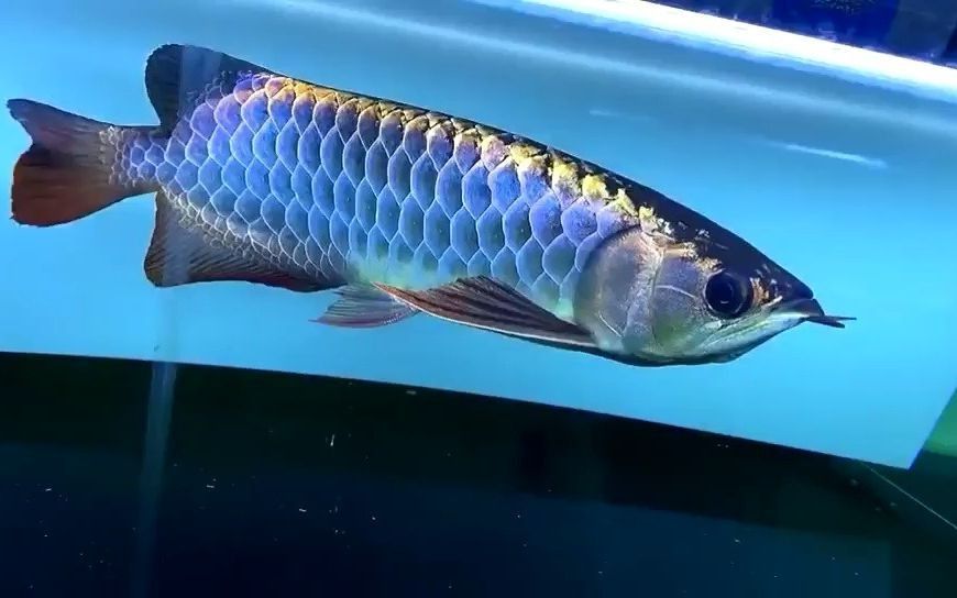 金龍魚寬身好還是窄身好？：金龍魚寬身好還是窄身好