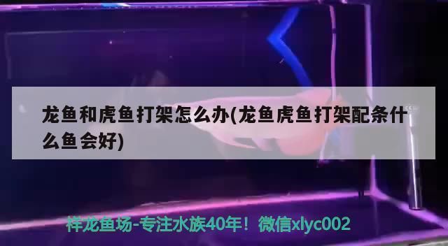 龍魚和虎魚打架誰厲害:龍魚和虎魚打架誰厲害的問題 龍魚百科 第4張 龍魚和虎魚打架誰厲害:龍魚和虎魚打架誰厲害的問題 龍魚和虎魚打架誰厲害:龍魚和虎魚打架誰厲害的問題 龍魚百科 第4張