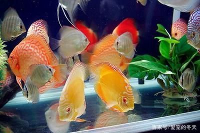 常見的觀賞魚都有哪些品種圖片及價格：常見的觀賞魚品種、圖片及價格 常見的觀賞魚都有哪些品種圖片及價格：常見的觀賞魚品種、圖片及價格 龍魚百科 第2張