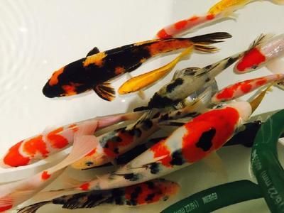 常見的觀賞魚都有哪些品種圖片及價格：常見的觀賞魚品種、圖片及價格 常見的觀賞魚都有哪些品種圖片及價格：常見的觀賞魚品種、圖片及價格 龍魚百科 第3張