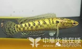雷龍魚和地圖魚一起
