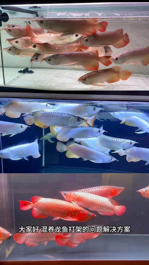 紅龍魚可以和金龍魚混養(yǎng)嗎圖片