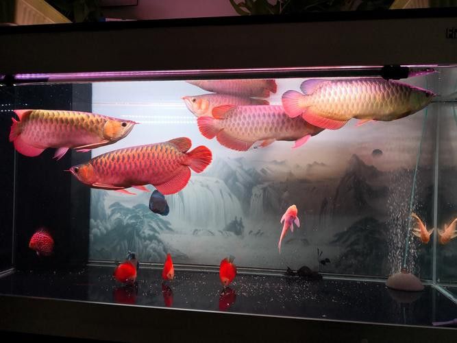 紅龍魚可以和金龍魚混養(yǎng)嗎圖片