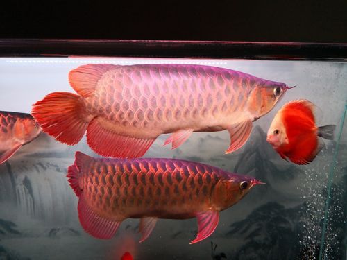 紅龍魚可以和金龍魚混養(yǎng)嗎圖片