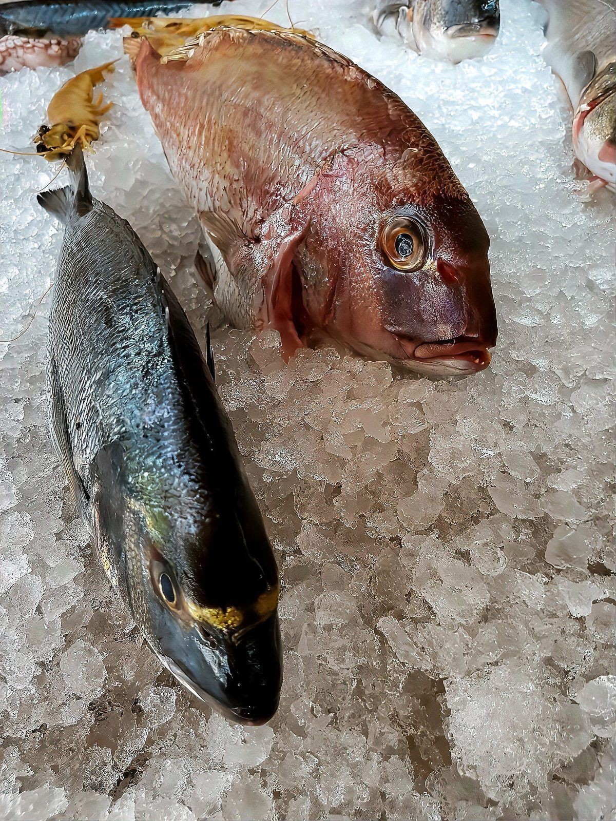 有哪些有效的龍魚爛尾治療方法？